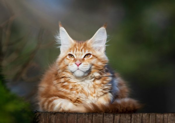 Les secrets du chat géant : découvrez le maine coon